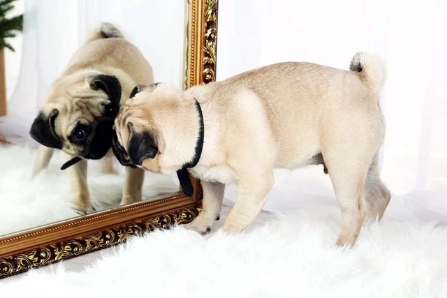 Một nhà triết học đã dành 30 năm để trả lời câu hỏi: Liệu sống như một chú chó thì có đáng sống không?- Ảnh 4. Một nhà triết học đã dành 30 năm để trả lời câu hỏi: Liệu sống như một chú chó thì có đáng sống không?- Ảnh 4.