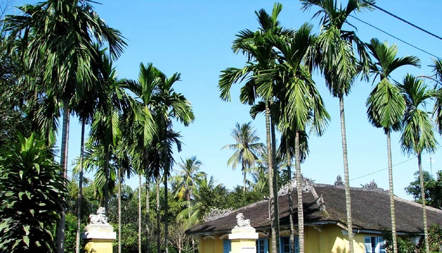 Tại sao cây cối gãy đổ ngổn ngang sau bão Yagi, chỉ riêng cây cau là đứng vững?- Ảnh 5. Tại sao cây cối gãy đổ ngổn ngang sau bão Yagi, chỉ riêng cây cau là đứng vững?- Ảnh 5.