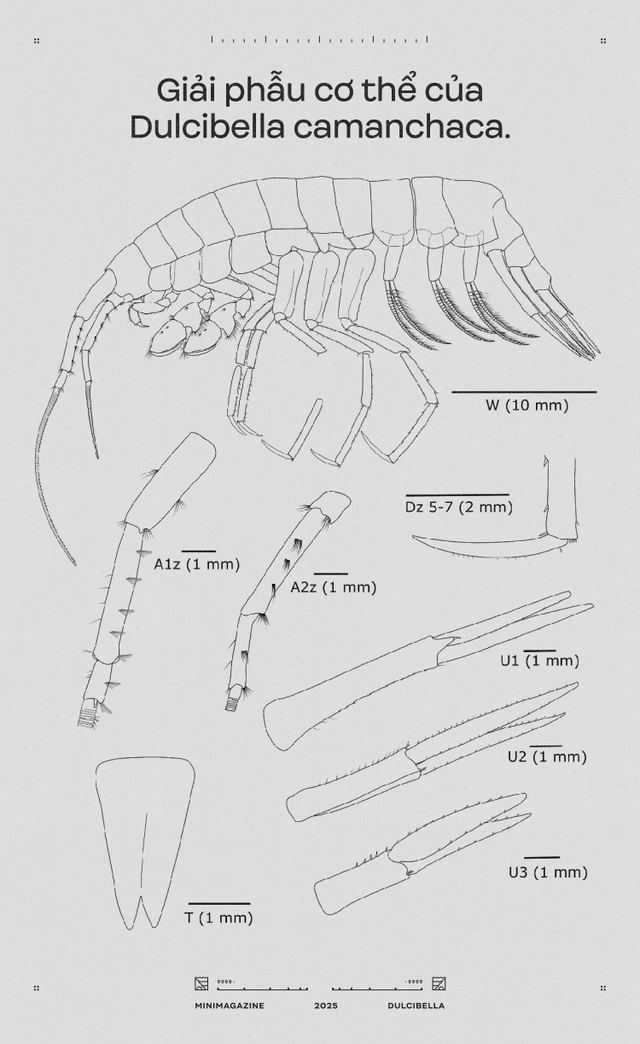 C&aacute;c nh&agrave; khoa học d&ugrave;ng cần cẩu thả thịt g&agrave; xuống đ&aacute;y biển s&acirc;u 8.000 m&eacute;t: Họ định c&acirc;u g&igrave; ở R&atilde;nh Atacama, một trong những "địa ngục của đại dương"?- Ảnh 13.