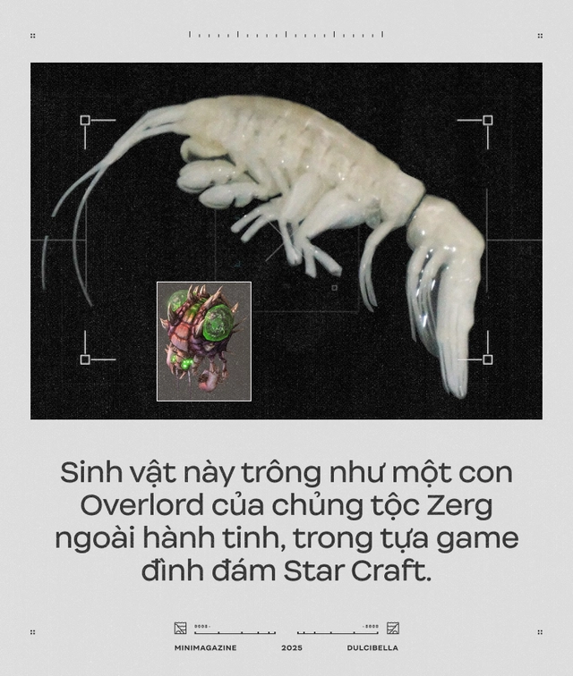 C&aacute;c nh&agrave; khoa học d&ugrave;ng cần cẩu thả thịt g&agrave; xuống đ&aacute;y biển s&acirc;u 8.000 m&eacute;t: Họ định c&acirc;u g&igrave; ở R&atilde;nh Atacama, một trong những "địa ngục của đại dương"?- Ảnh 5.