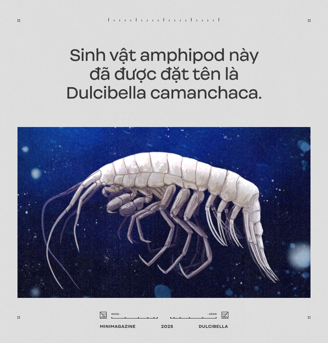 C&aacute;c nh&agrave; khoa học d&ugrave;ng cần cẩu thả thịt g&agrave; xuống đ&aacute;y biển s&acirc;u 8.000 m&eacute;t: Họ định c&acirc;u g&igrave; ở R&atilde;nh Atacama, một trong những "địa ngục của đại dương"?- Ảnh 7.