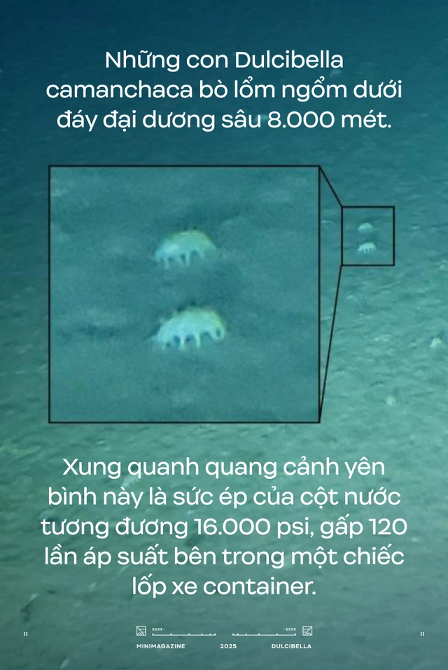 C&aacute;c nh&agrave; khoa học d&ugrave;ng cần cẩu thả thịt g&agrave; xuống đ&aacute;y biển s&acirc;u 8.000 m&eacute;t: Họ định c&acirc;u g&igrave; ở R&atilde;nh Atacama, một trong những "địa ngục của đại dương"?- Ảnh 8.