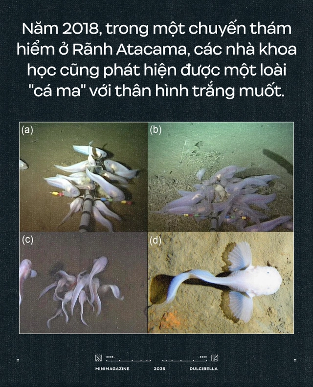 C&aacute;c nh&agrave; khoa học d&ugrave;ng cần cẩu thả thịt g&agrave; xuống đ&aacute;y biển s&acirc;u 8.000 m&eacute;t: Họ định c&acirc;u g&igrave; ở R&atilde;nh Atacama, một trong những "địa ngục của đại dương"?- Ảnh 12.