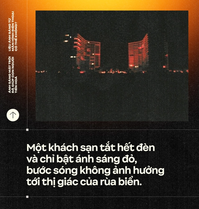 &Aacute;nh s&aacute;ng Mặt Trời đ&atilde; gi&uacute;p con người tiến ho&aacute;, liệu &aacute;nh s&aacute;ng từ m&agrave;n h&igrave;nh điện thoại c&oacute; thể kh&ocirc;ng?- Ảnh 14.