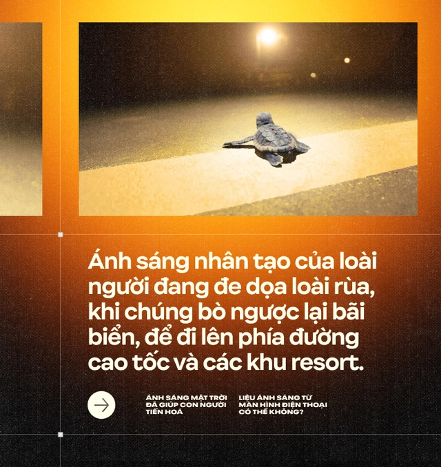 &Aacute;nh s&aacute;ng Mặt Trời đ&atilde; gi&uacute;p con người tiến ho&aacute;, liệu &aacute;nh s&aacute;ng từ m&agrave;n h&igrave;nh điện thoại c&oacute; thể kh&ocirc;ng?- Ảnh 16.