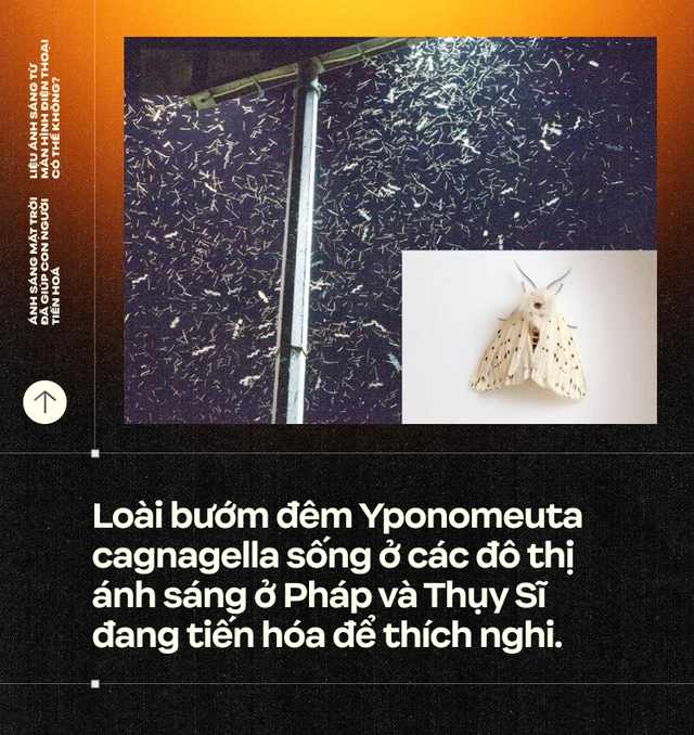 &Aacute;nh s&aacute;ng Mặt Trời đ&atilde; gi&uacute;p con người tiến ho&aacute;, liệu &aacute;nh s&aacute;ng từ m&agrave;n h&igrave;nh điện thoại c&oacute; thể kh&ocirc;ng?- Ảnh 17.