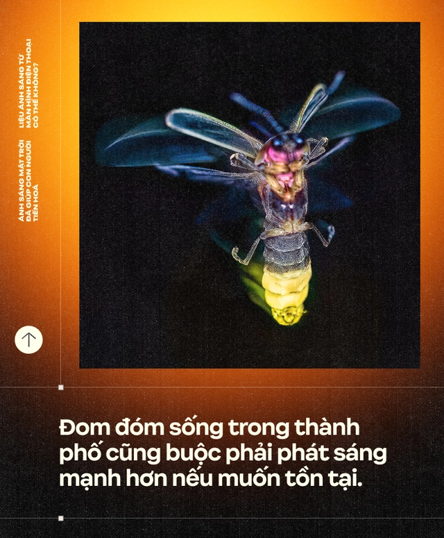 &Aacute;nh s&aacute;ng Mặt Trời đ&atilde; gi&uacute;p con người tiến ho&aacute;, liệu &aacute;nh s&aacute;ng từ m&agrave;n h&igrave;nh điện thoại c&oacute; thể kh&ocirc;ng?- Ảnh 19.