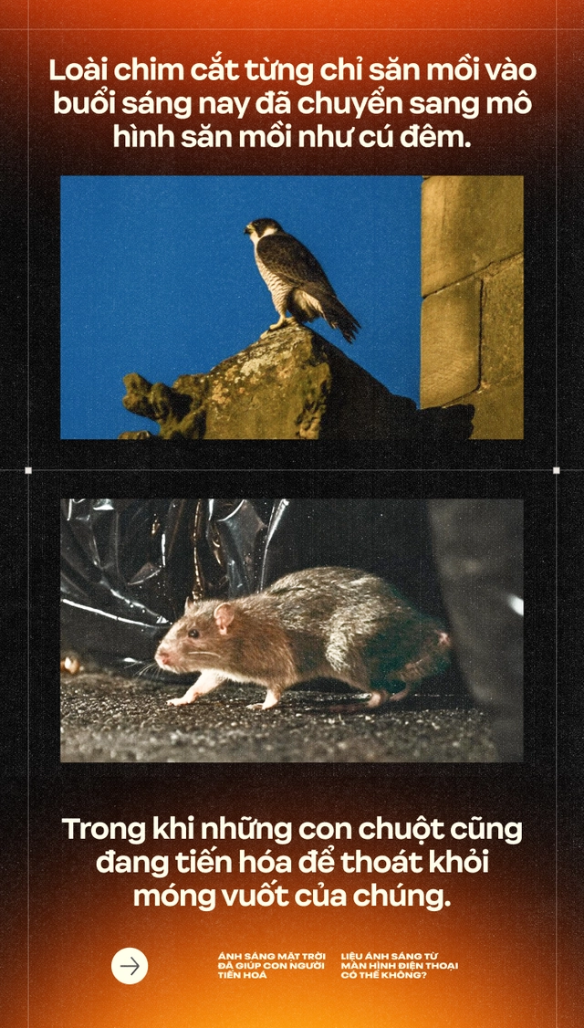 &Aacute;nh s&aacute;ng Mặt Trời đ&atilde; gi&uacute;p con người tiến ho&aacute;, liệu &aacute;nh s&aacute;ng từ m&agrave;n h&igrave;nh điện thoại c&oacute; thể kh&ocirc;ng?- Ảnh 20.