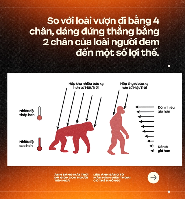 &Aacute;nh s&aacute;ng Mặt Trời đ&atilde; gi&uacute;p con người tiến ho&aacute;, liệu &aacute;nh s&aacute;ng từ m&agrave;n h&igrave;nh điện thoại c&oacute; thể kh&ocirc;ng?- Ảnh 3.