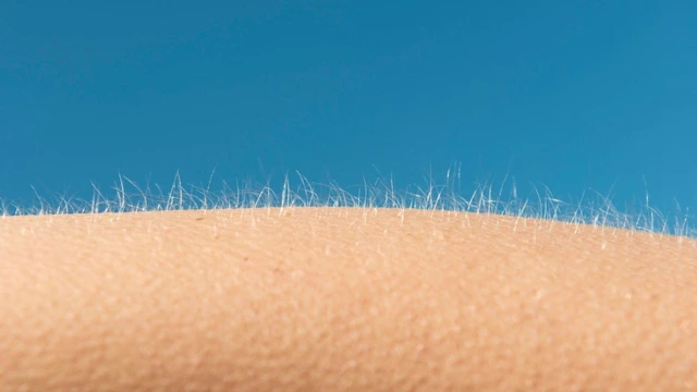 Tại sao chúng ta nổi da gà khi sợ hãi hoặc xúc động?- Ảnh 2. Tại sao chúng ta nổi da gà khi sợ hãi hoặc xúc động?- Ảnh 2.