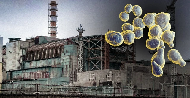 Bí ẩn về loài nấm đen mới được phát hiện, có thể 'ăn' bức xạ ở Chernobyl - Ảnh 4.