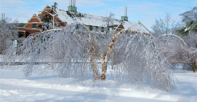 Tại sao cây bạch dương gần như không thể chết vì đóng băng? - Ảnh 2.