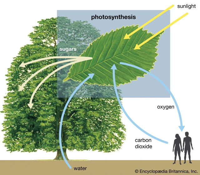 Vì sao thực vật chọn carbon dioxide làm nguyên liệu thô cho quang hợp, thay vì chọn những loại khí dồi dào hơn trong không khí? - Ảnh 1.