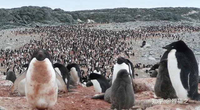 Có 120 triệu con chim cánh cụt ở Nam Cực, thải ra hơn 5.000 tấn phân mỗi ngày, vậy tại sao lục địa băng giá vẫn sạch sẽ đến kỳ lạ? - Ảnh 2.