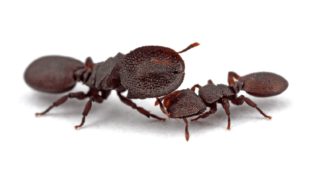 Sự thật rùng mình về loài kiến lấy chính đầu mình làm lá chắn bảo vệ cả đàn - Ảnh 3.