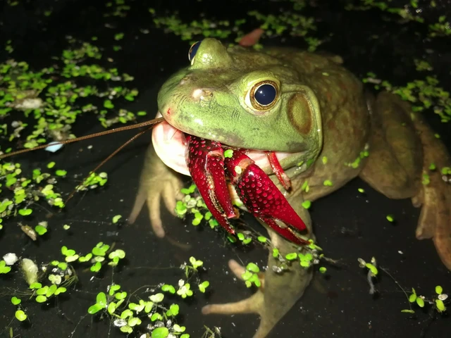 Cơn sốt 300.000 tấn ếch trâu tại Trung Quốc và ba loại "chi phí ngầm" đang khiến giới chuyên gia đau đầu - Ảnh 2.