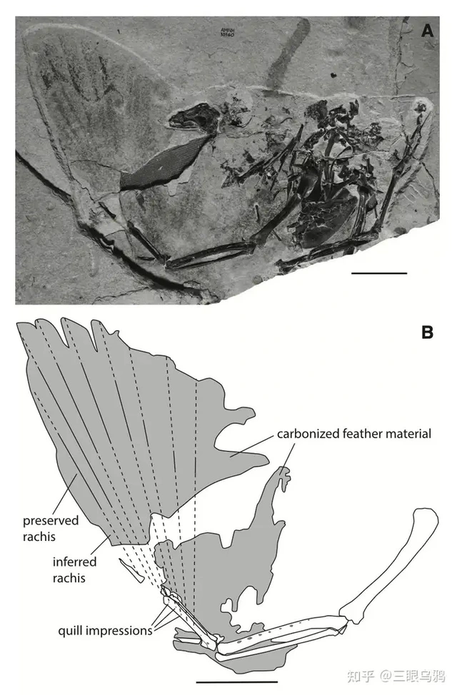 Đà điểu mất khả năng bay hay tổ tiên của chúng chưa từng biết bay? - Ảnh 1.