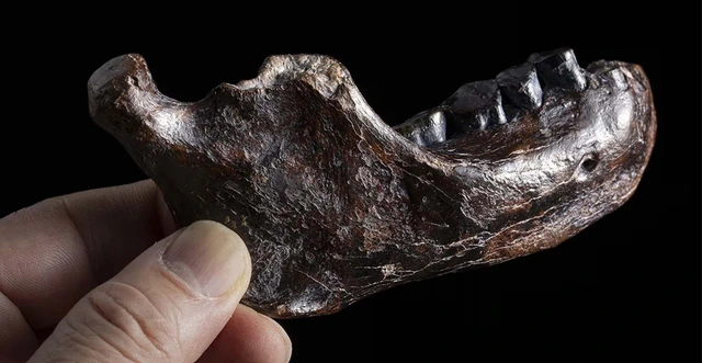 Bí ẩn 15 năm được giải mã chỉ sau một đêm? Cú đột phá từ cao răng giải mã bí ẩn 146.000 năm! - Ảnh 4.