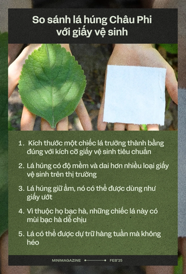 Người Mỹ dùng 4,3 tỷ km giấy vệ sinh mỗi năm, gấp 30 lần khoảng cách từ Trái Đất tới Mặt Trời: Và giờ, họ đang học người Châu Phi, quay lại dùng lá cây- Ảnh 8. Người Mỹ dùng 4,3 tỷ km giấy vệ sinh mỗi năm, gấp 30 lần khoảng cách từ Trái Đất tới Mặt Trời: Và giờ, họ đang học người Châu Phi, quay lại dùng lá cây- Ảnh 8.