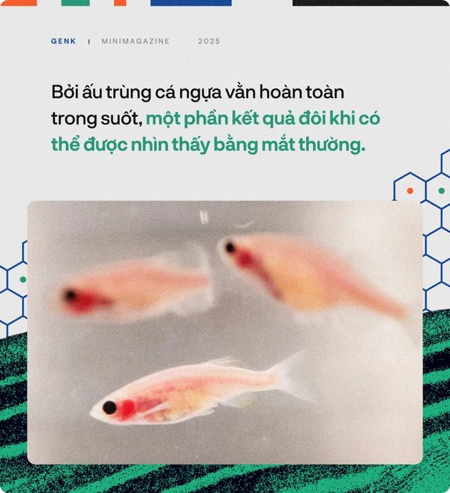 90% bệnh nh&acirc;n ung thư sẽ được điều trị tốt hơn, nếu c&aacute;c b&aacute;c sĩ hỏi &yacute; kiến những ch&uacute; c&aacute; trong "thủy cung lượng tử"- Ảnh 17.