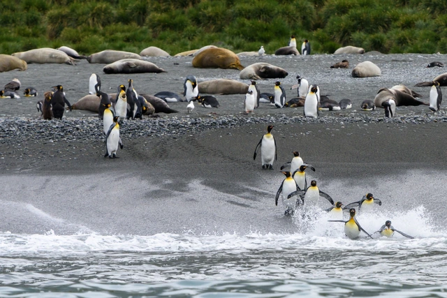 Tham vọng điên rồ đưa 69 chú chim cánh cụt đến Bắc Cực: Bi kịch diệt vong và bài học đắt giá về sự tôn trọng tự nhiên - Ảnh 3.