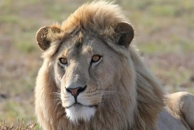 Tại sao mèo nhà sở hữu đôi tai nhọn thính nhạy trong khi chúa sơn lâm lại mang đôi tai tròn vo? - Ảnh 3.