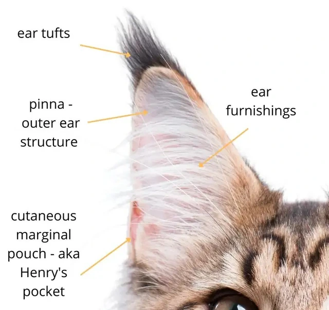 Tại sao mèo nhà sở hữu đôi tai nhọn thính nhạy trong khi chúa sơn lâm lại mang đôi tai tròn vo? - Ảnh 5.