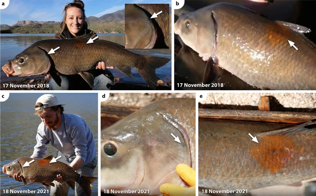 Sống hơn một thế kỷ, không lão hóa và nghịch lý sinh tồn của loài cá cổ đại Bắc Mỹ đang bị lãng quên - Ảnh 3.