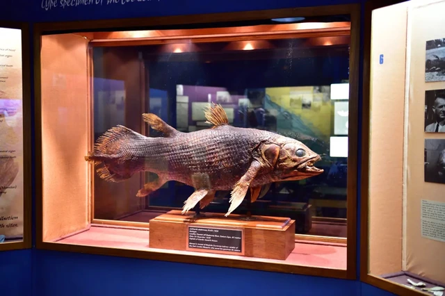 Làm thế nào để hồi sinh một loài được cho là đã tuyệt chủng 66 triệu năm? - Ảnh 1.