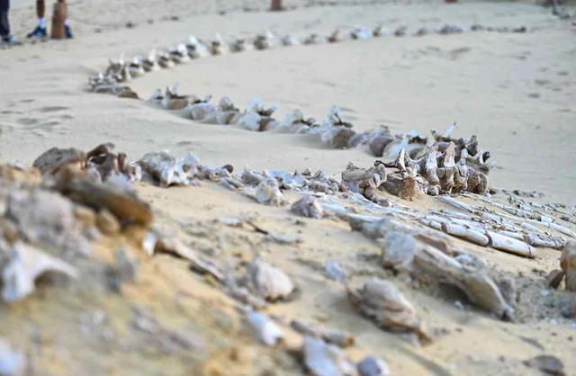 Thung lũng c&aacute; voi ở Ai Cập h&eacute; lộ h&agrave;nh tr&igrave;nh tiến h&oacute;a kỳ lạ khi c&aacute; voi từng c&oacute; ch&acirc;n v&agrave; sống tr&ecirc;n đất liền - Ảnh 1.