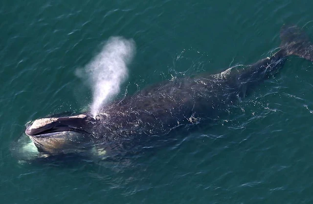 Thung lũng c&aacute; voi ở Ai Cập h&eacute; lộ h&agrave;nh tr&igrave;nh tiến h&oacute;a kỳ lạ khi c&aacute; voi từng c&oacute; ch&acirc;n v&agrave; sống tr&ecirc;n đất liền - Ảnh 3.