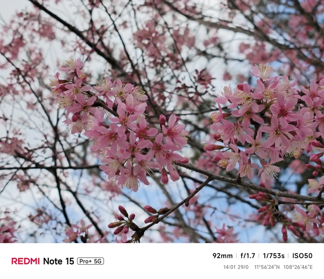 Hoa mai anh đào, mây, sương mù và REDMI Note 15 Pro - Ảnh 33.
