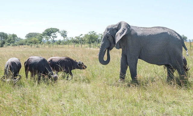 Con voi này tưởng mình là trâu, thậm chí trở thành thủ lĩnh đàn trâu và đã giết chết 14 con trâu đực đến thách đấu - Ảnh 3.
