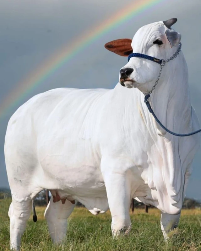 Đây là con bò đắt nhất thế giới với trọng lượng hơn 1 tấn và có giá hơn 4 triệu USD - Ảnh 3.