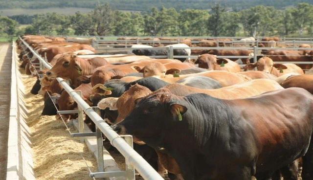 Vì sao bò dê vừa đi vừa thải còn chó mèo phải ngồi đúng tư thế khi đi vệ sinh? - Ảnh 1.