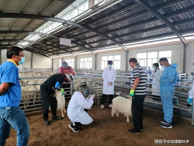 Mất tích 20 năm và từng bị liệt vào danh sách tuyệt chủng, tại sao loài dê này lại đột nhiên xuất hiện? - Ảnh 3.