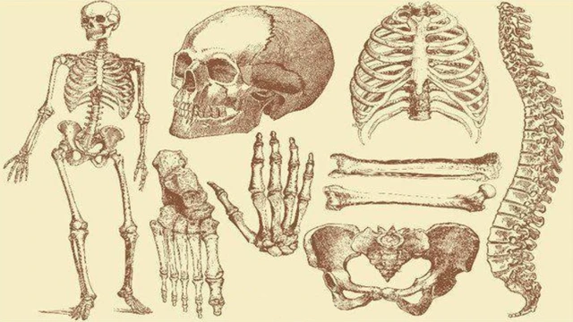 Con người sở hữu 206 khúc xương, nhưng người Trung Quốc lại chỉ có 204 khúc? Hai khúc xương bị thiếu đã đi đâu? - Ảnh 2.