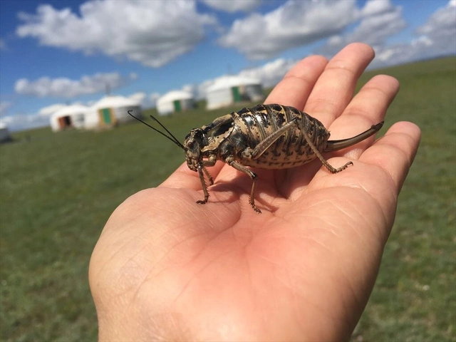 Ph&aacute;t hiện lo&agrave;i c&ocirc;n tr&ugrave;ng lạ v&iacute; như b&igrave;nh dầu sống khiến d&acirc;n mạng tranh c&atilde;i nảy lửa về c&ocirc;ng dụng - Ảnh 2.