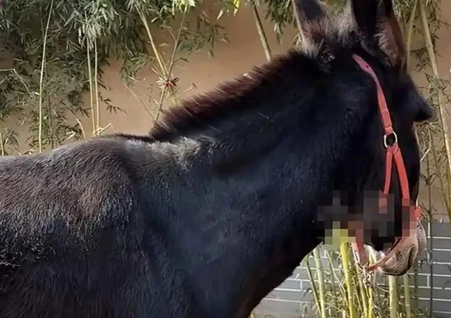 Ngôi làng cổ 600 năm tuổi tại Trung Quốc đổi đời nhờ đóng phim: Cả người và vật nuôi đều thành diễn viên - Ảnh 3.