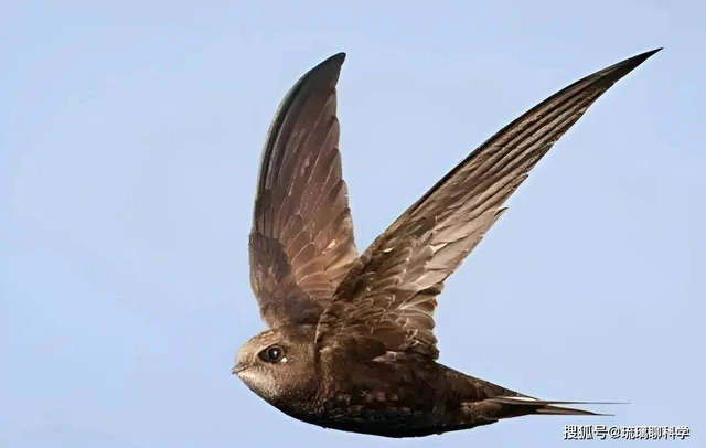 Bí ẩn loài chim bay suốt mười tháng không hạ cánh: Ăn ngủ trên trời nhưng vẫn sinh con bình thường - Ảnh 1.