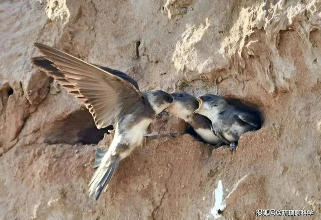 Bí ẩn loài chim bay suốt mười tháng không hạ cánh: Ăn ngủ trên trời nhưng vẫn sinh con bình thường - Ảnh 3.