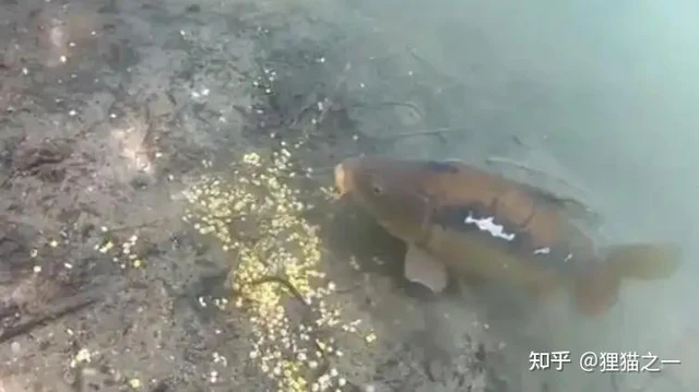 Cá chưa bao giờ lên bờ, làm sao chúng biết hạt ngô có thể ăn được? - Ảnh 3.