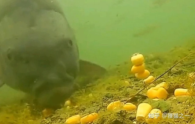 Cá chưa bao giờ lên bờ, làm sao chúng biết hạt ngô có thể ăn được? - Ảnh 6.