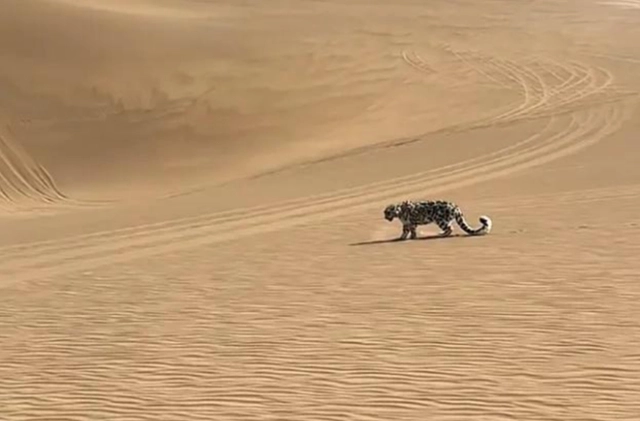 Báo tuyết bất ngờ xuất hiện giữa sa mạc Kumtag khiến du khách sửng sốt và đặt ra nhiều giả thuyết khoa học - Ảnh 2.