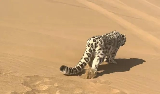 Báo tuyết bất ngờ xuất hiện giữa sa mạc Kumtag khiến du khách sửng sốt và đặt ra nhiều giả thuyết khoa học - Ảnh 4.