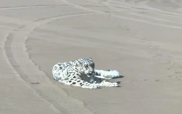 Báo tuyết bất ngờ xuất hiện giữa sa mạc Kumtag khiến du khách sửng sốt và đặt ra nhiều giả thuyết khoa học - Ảnh 5.