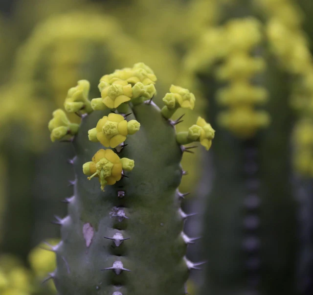 Chất cay mạnh nhất thế giới không đến từ ớt mà từ một loài cây đầy nhựa, với mức độ cay có thể gây sốc vượt xa mọi giới hạn của con người - Ảnh 2.