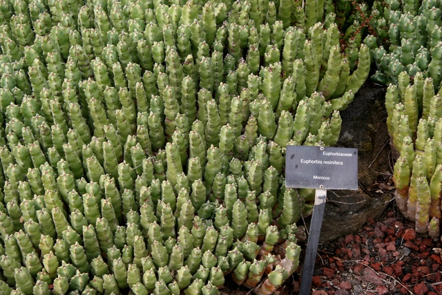 Chất cay mạnh nhất thế giới không đến từ ớt mà từ một loài cây đầy nhựa, với mức độ cay có thể gây sốc vượt xa mọi giới hạn của con người - Ảnh 4.