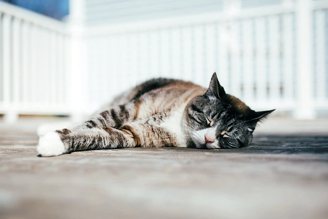 Vì sao mèo nhà bạn thường ngủ nghiêng bên trái: Bí mật khoa học thú vị phía sau thói quen quen thuộc - Ảnh 3.