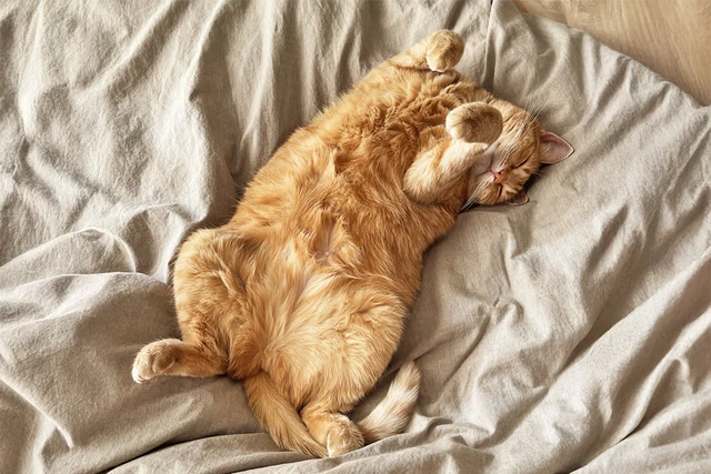 Vì sao mèo nhà bạn thường ngủ nghiêng bên trái: Bí mật khoa học thú vị phía sau thói quen quen thuộc - Ảnh 2.